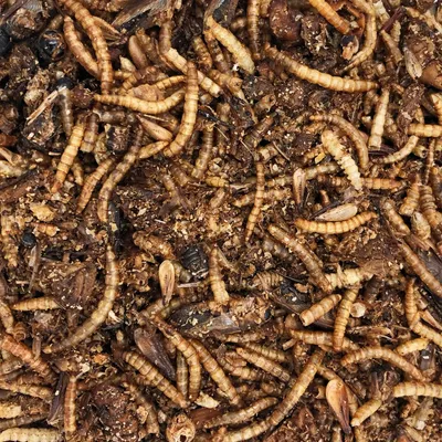 Supravit Insektenmix Vogelfutter