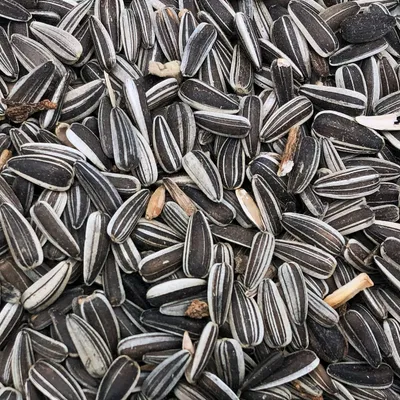 Supravit Sonnenblumenkerne gestreift für Vögel Supravit Sonnenblumenkerne gestreift für Vögel