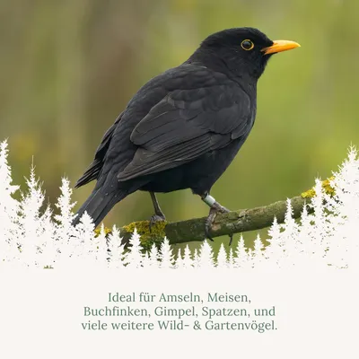 Orni Nusszapfen für Wildvögel Orni Nusszapfen für Wildvögel