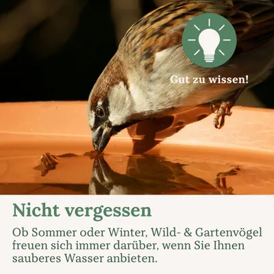 Orni Deluxe Streufutter mit Mehlwürmern für Wildvögel Orni Deluxe Streufutter mit Mehlwürmern für Wildvögel