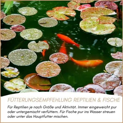 Supravit Soldatenfliegenlarven getrocknet