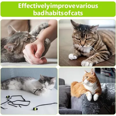 Bâtons d'herbe à Chat, 4pcs Bâtons à Mâcher pour Chats, Jouet Cataire Bâtons d'herbe à Chat, 4pcs Bâtons à Mâcher pour Chats, Jouet Cataire