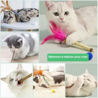 Bâtonnets Herbe à Chat, 14 Pièces Jouet Chats Bâton à Mâcher Matatabi Bâtonnets Herbe à Chat, 14 Pièces Jouet Chats Bâton à Mâcher Matatabi