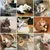 Lot de 30 Bâtons Molaires pour Chat, Jouets à Herbe