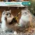 6 pièces Jouet Chat, Jouet pour Chat Plume Interieur, Chat Jeu pour Chaton 6 pièces Jouet Chat, Jouet pour Chat Plume Interieur, Chat Jeu pour Chaton