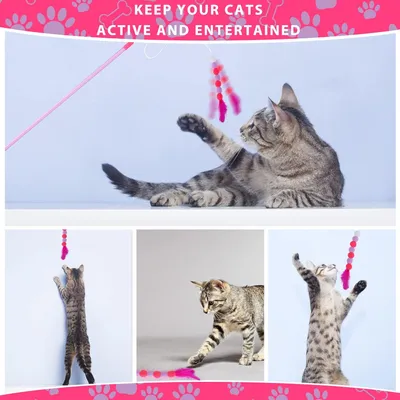 Jouet interactif pour entraînement de chat Jouet interactif pour entraînement de chat
