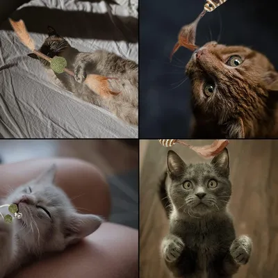 Lot de 4 jouets à mâcher pour chat. Contient 4 bâtonnets à mâcher Lot de 4 jouets à mâcher pour chat. Contient 4 bâtonnets à mâcher
