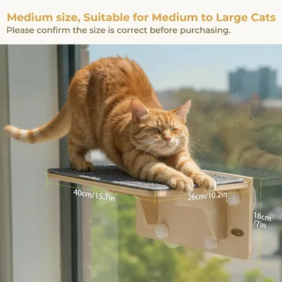 Pecute Hamac Chat Fenetre Observation des Oiseaux