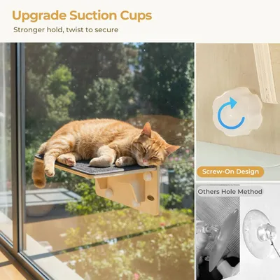 Pecute Hamac Chat Fenetre Observation des Oiseaux