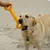 Chien Jouets à mâcher Résistant en Caoutchouc 13 inch Os Jouet Chien Jouets à mâcher Résistant en Caoutchouc 13 inch Os Jouet
