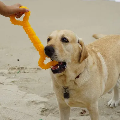 Chien Jouets à mâcher Résistant en Caoutchouc 13 inch Os Jouet Chien Jouets à mâcher Résistant en Caoutchouc 13 inch Os Jouet