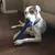 Chien Jouets à mâcher Résistant en Caoutchouc 13 inch Os Jouet Chien Jouets à mâcher Résistant en Caoutchouc 13 inch Os Jouet