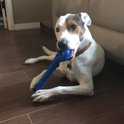 Chien Jouets à mâcher Résistant en Caoutchouc 13 inch Os Jouet Chien Jouets à mâcher Résistant en Caoutchouc 13 inch Os Jouet