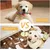 Lot de 7 jouets pour chien comprend de jolis jouets couineurs en peluche Lot de 7 jouets pour chien comprend de jolis jouets couineurs en peluche