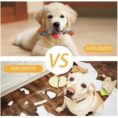 Lot de 7 jouets pour chien comprend de jolis jouets couineurs en peluche Lot de 7 jouets pour chien comprend de jolis jouets couineurs en peluche