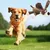 3 PCS Jouet pour Chien Jouets Couineur pour Chien, Jouet Peluche 3 PCS Jouet pour Chien Jouets Couineur pour Chien, Jouet Peluche
