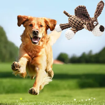 3 PCS Jouet pour Chien Jouets Couineur pour Chien, Jouet Peluche 3 PCS Jouet pour Chien Jouets Couineur pour Chien, Jouet Peluche