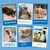 Couches pour Chiens Mâles,20 pièces,Couches pour Chiens,Couche Couches pour Chiens Mâles,20 pièces,Couches pour Chiens,Couche