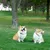 Basics Câble d'attache pour chiens, Argent Basics Câble d'attache pour chiens, Argent
