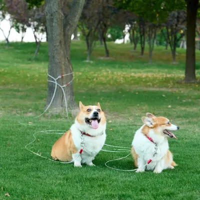 Basics Câble d'attache pour chiens, Argent Basics Câble d'attache pour chiens, Argent