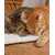 lionto Wendedecke für Katzen, weich, waschbar und wärmeisolierend