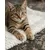 lionto Wendedecke für Katzen, weich, waschbar und wärmeisolierend lionto Wendedecke für Katzen, weich, waschbar und wärmeisolierend