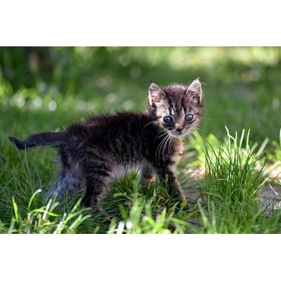 Canina Katzenmilch