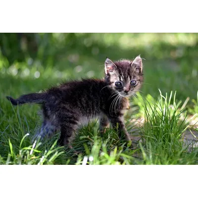 Canina Katzenmilch Canina Katzenmilch