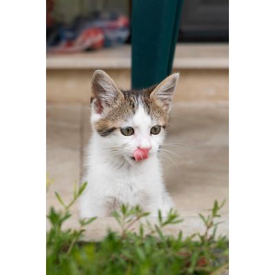 Canina Taurin für Katzen 100g