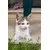 Canina Taurin für Katzen 100g Canina Taurin für Katzen 100g
