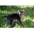 Canina Katzenmilch