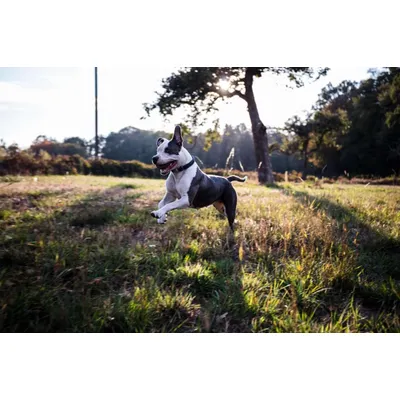 Canina Canizeck Plus