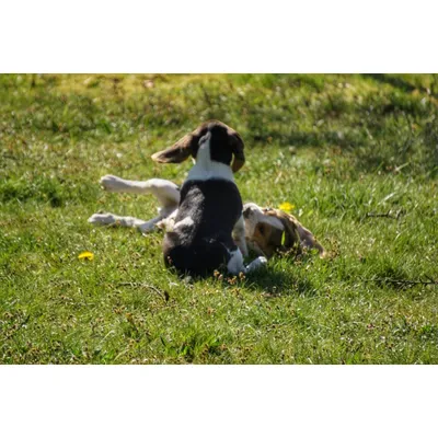 Canina Petvital Novermin für große Hunde