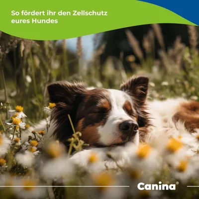 Canina Canizeck Plus Canina Canizeck Plus