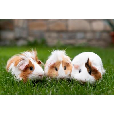 Canina Capha DesClean Spray