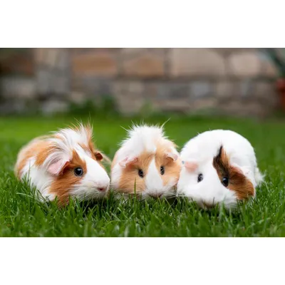 Canina Capha DesClean Spray