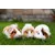 Canina Capha DesClean Spray Canina Capha DesClean Spray