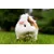 Canina Petvital Bio-Insect-Shocker Canina Petvital Bio-Insect-Shocker