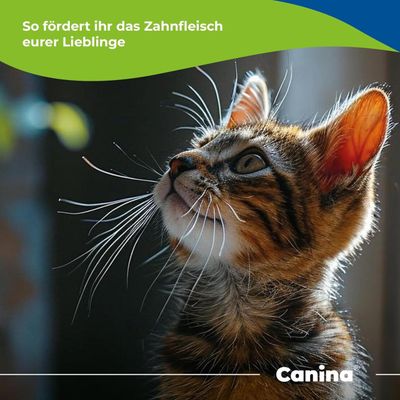 Canina Mikrosilber Zahngel