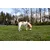 Canina Biotin Forte Tabletten Canina Biotin Forte Tabletten