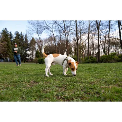 Canina Biotin Forte Tabletten Canina Biotin Forte Tabletten