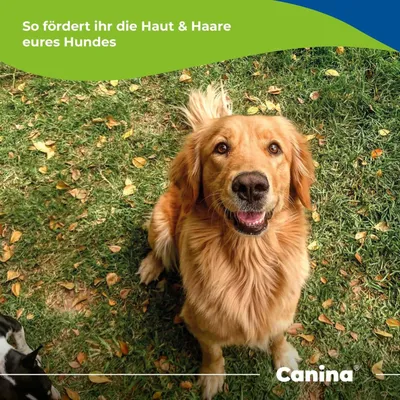 Canina Biotin Forte Tabletten