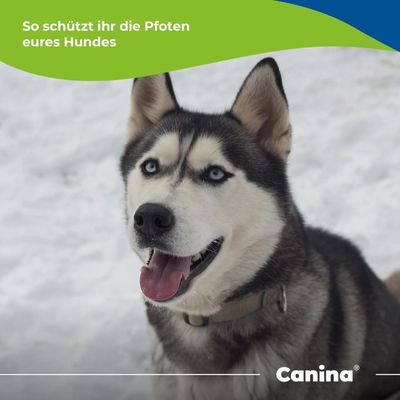 Canina Winter Pfotenbalsam
