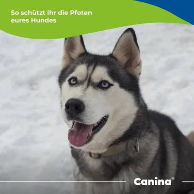 Canina Winter Pfotenbalsam