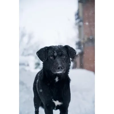 Canina Winter Pfotenbalsam Canina Winter Pfotenbalsam