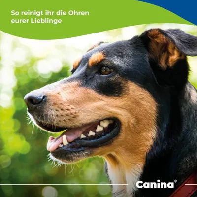 Canina Mikrosilber Ohrenspülung & Liquid Set