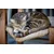 Canina Petvital Ohrentücher Canina Petvital Ohrentücher
