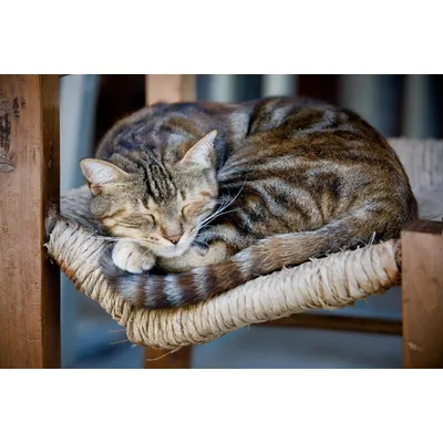 Canina Petvital Ohrentücher Canina Petvital Ohrentücher