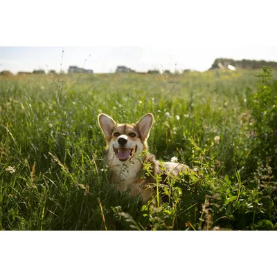 Canina Flexan