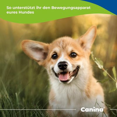 Canina Flexan